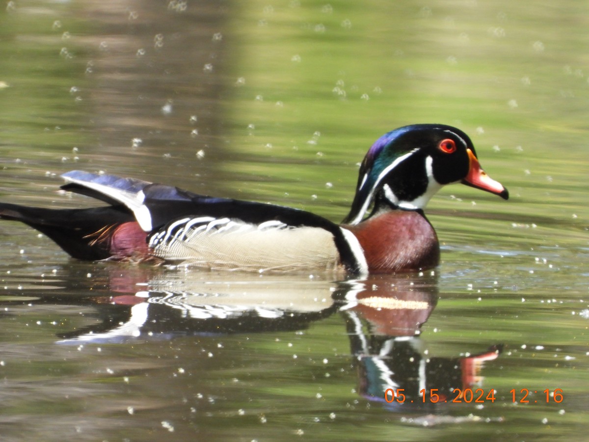 Wood Duck - Corey Jensen