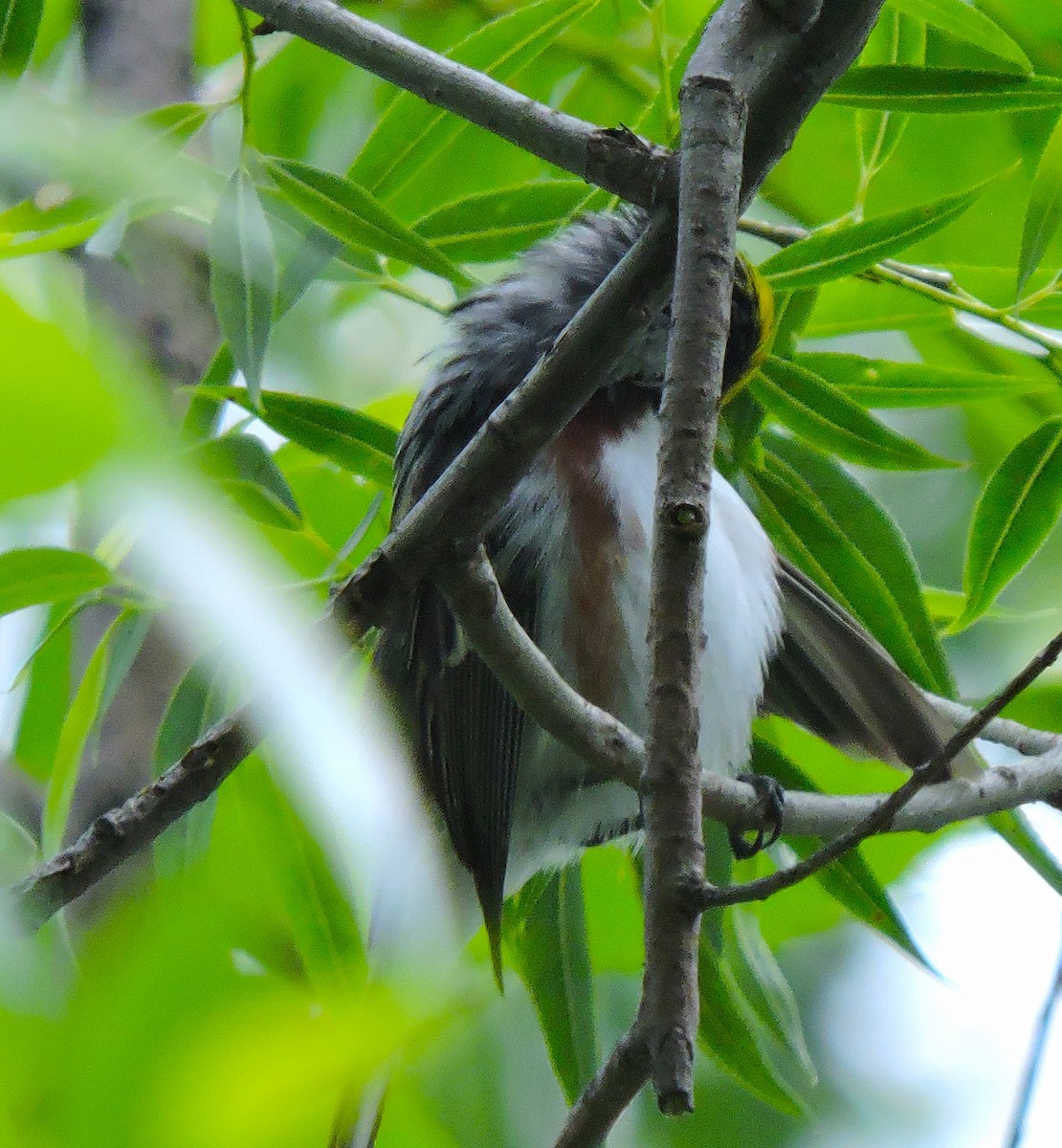 Chestnut-sided Warbler - Eric Michael