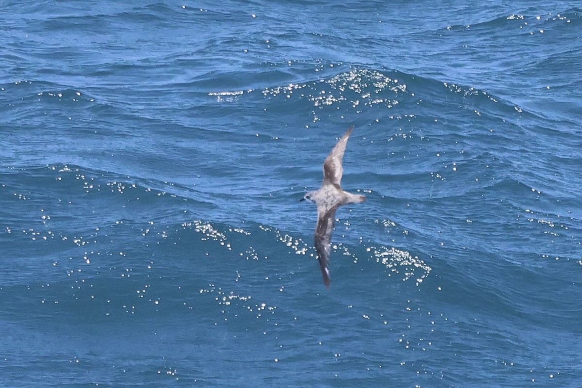 Cook's Petrel - Michael McCloy