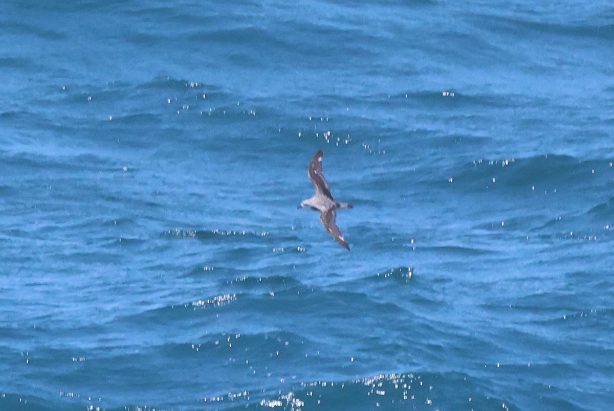 Cook's Petrel - Michael McCloy