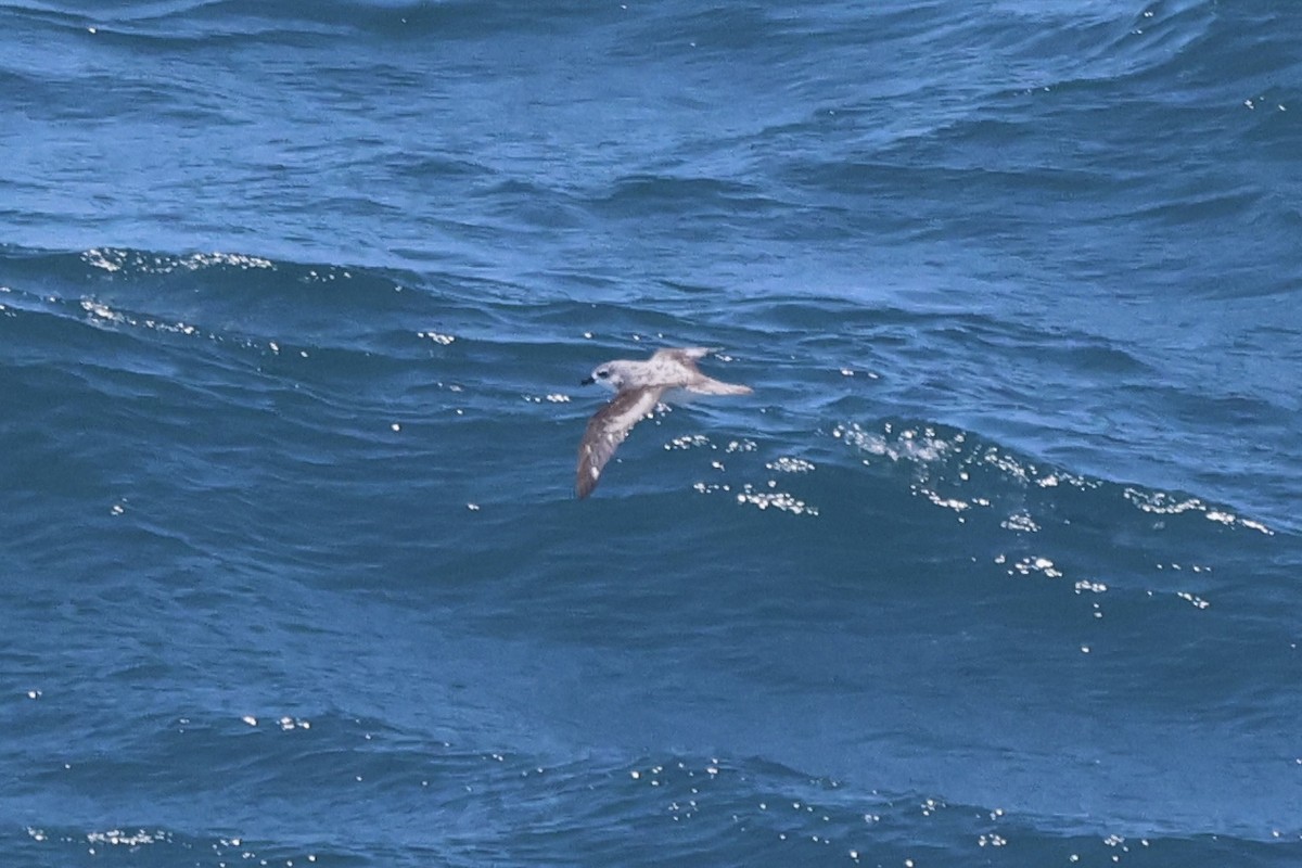 Cook's Petrel - Michael McCloy