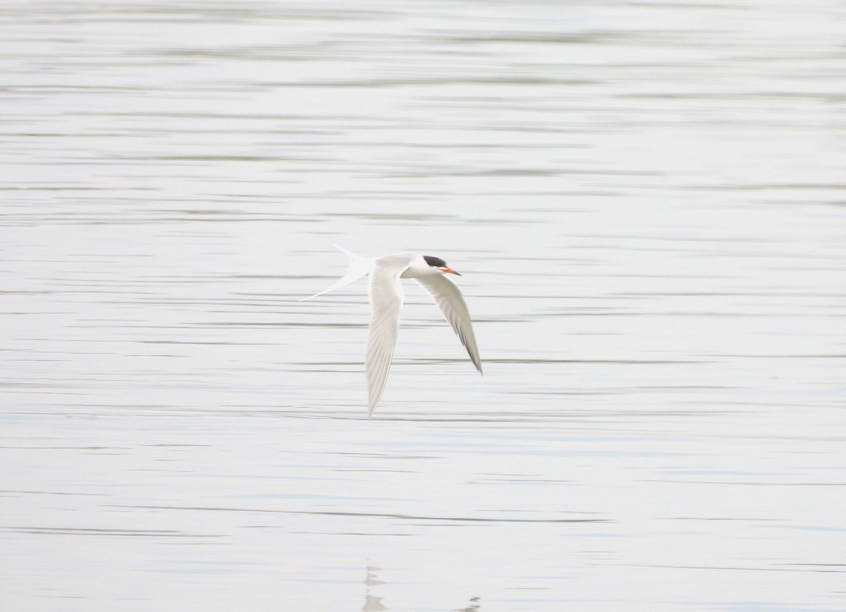 Forster's Tern - ML619204364