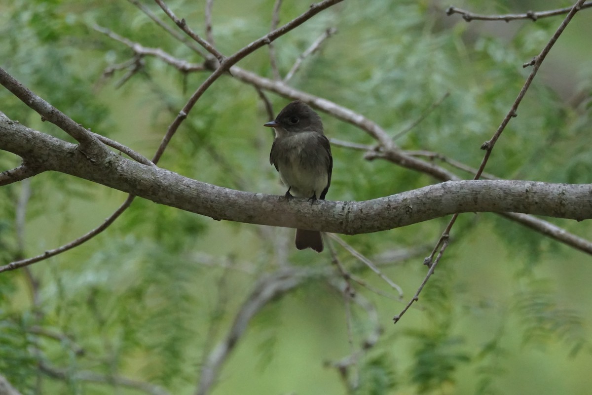 Eastern Wood-Pewee - Chase Wilson