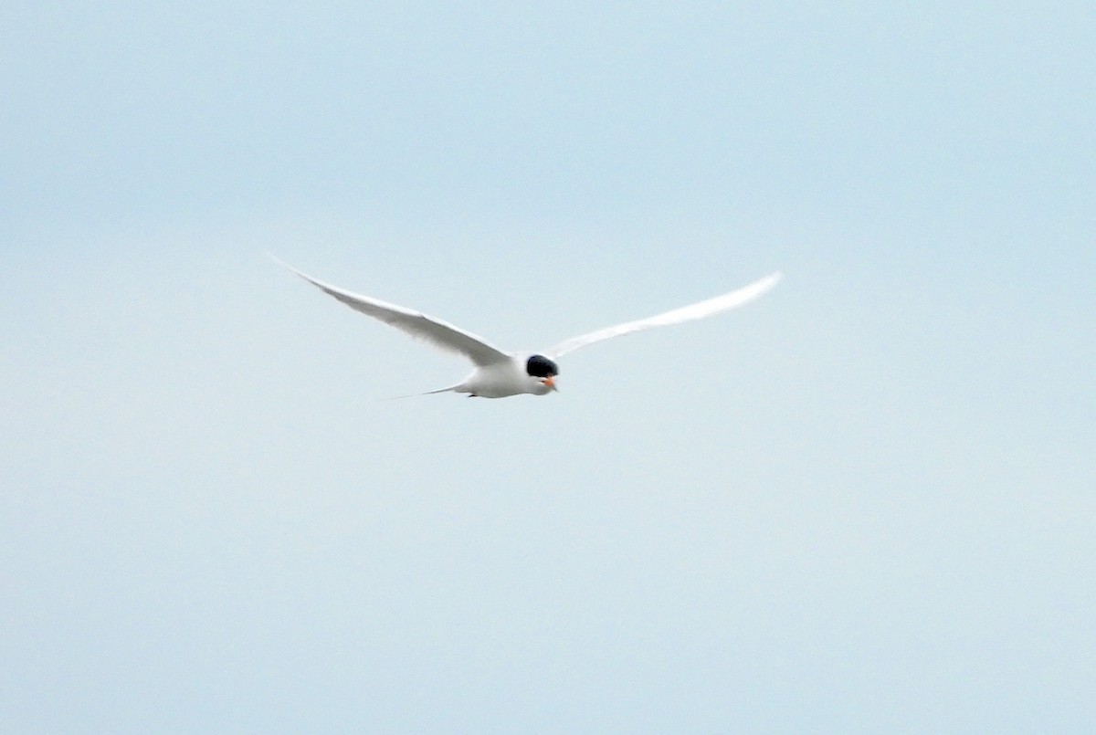 Forster's Tern - Nick Dawson