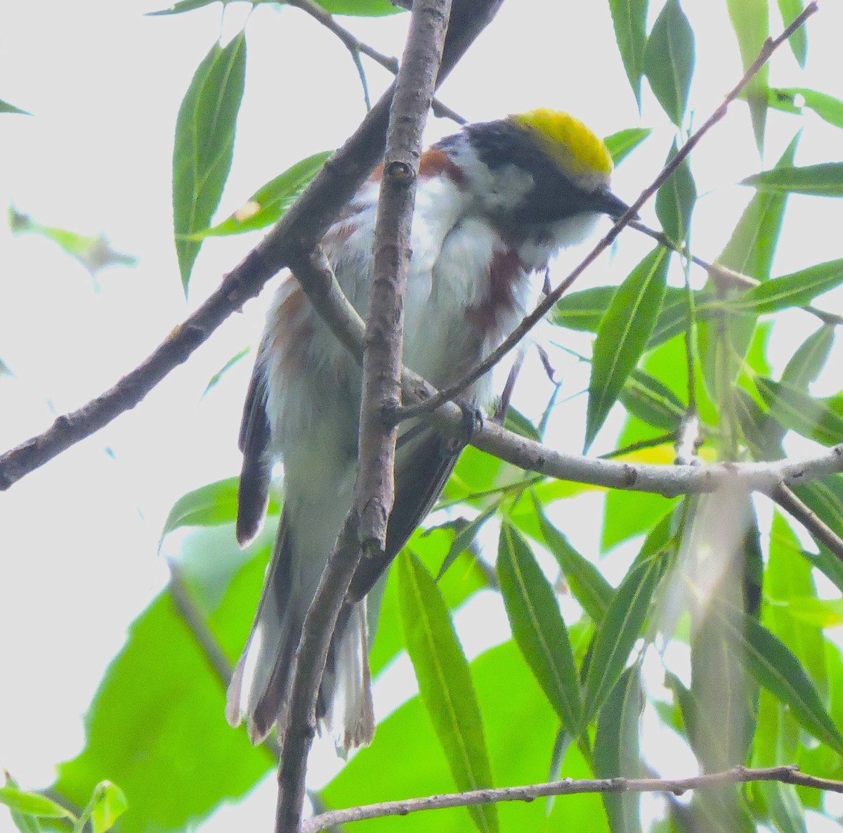 Chestnut-sided Warbler - Eric Michael