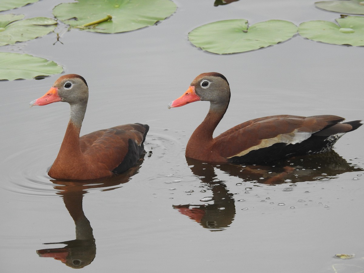 Black-bellied Whistling-Duck - Wendy Meehan