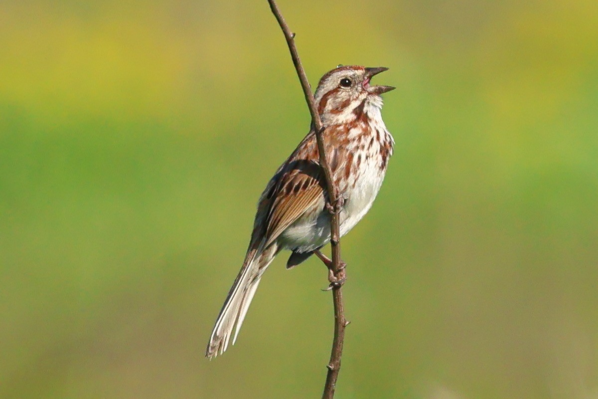 Song Sparrow - Keith Pflieger