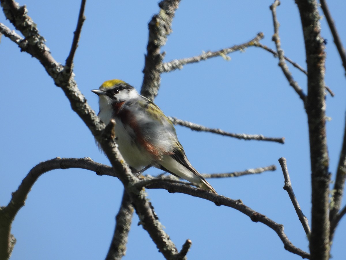 Chestnut-sided Warbler - Denis Provencher COHL