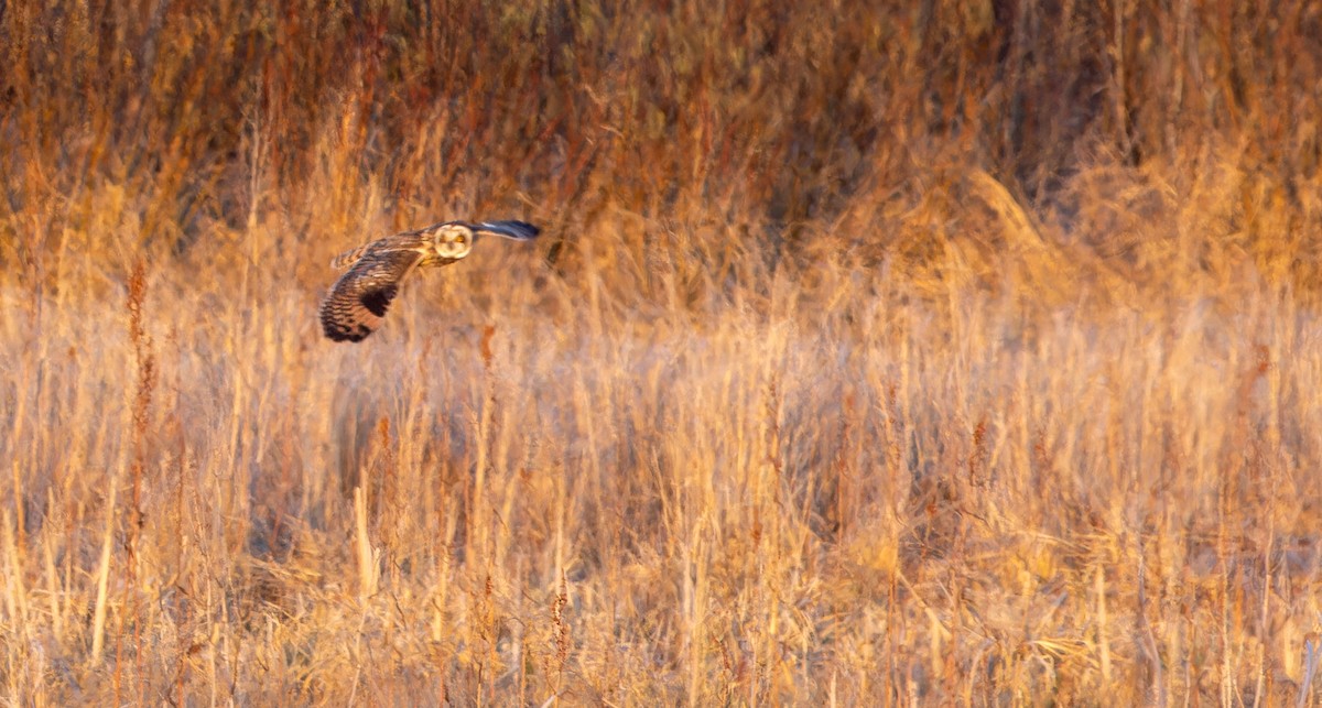 Short-eared Owl - Tara Plum