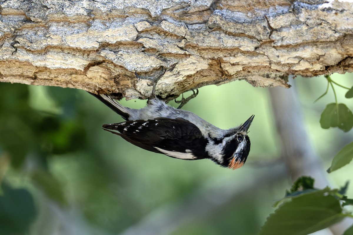 Hairy Woodpecker - Laurel Rivers