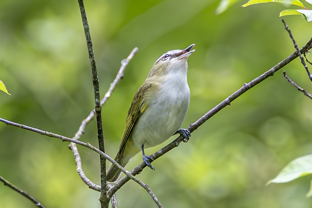 Red-eyed Vireo - Alan Wells