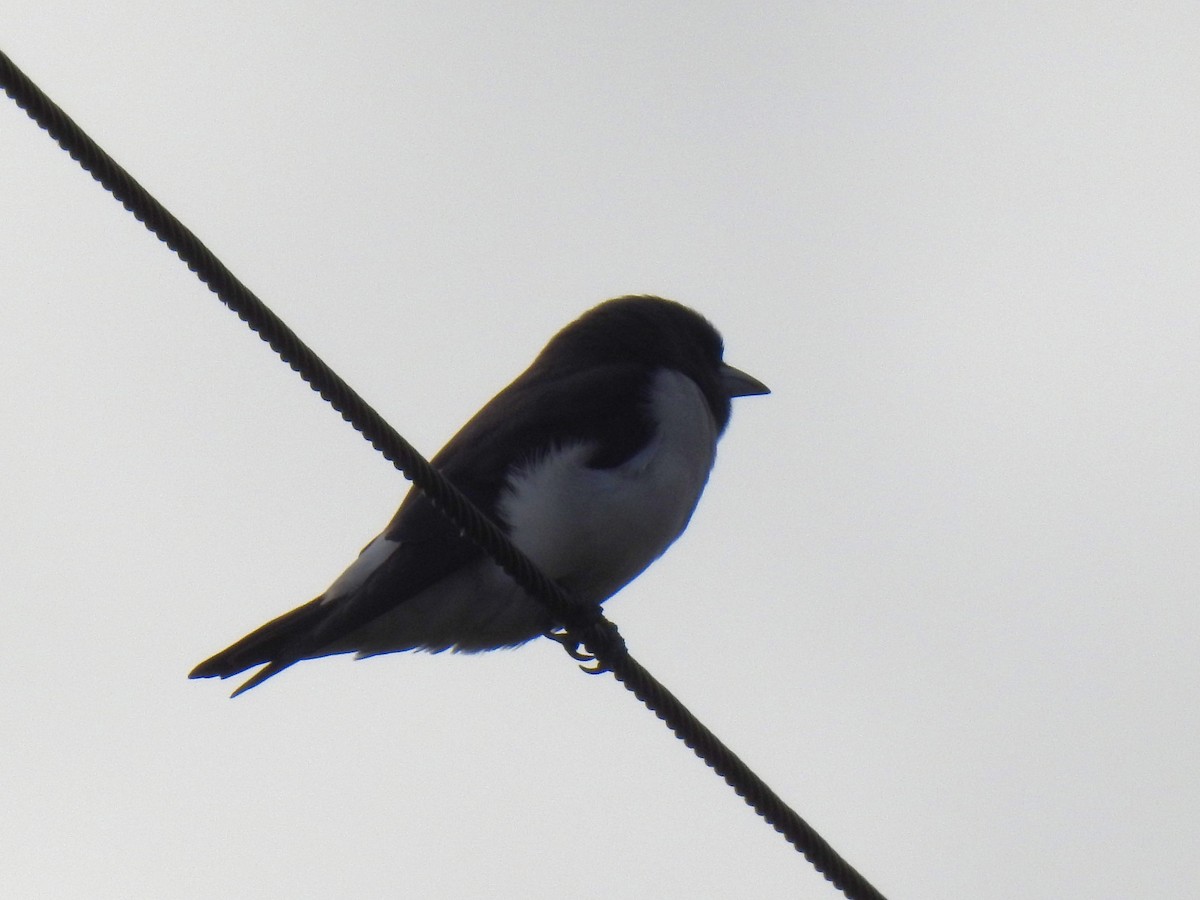 White-breasted Woodswallow - Monica Mesch