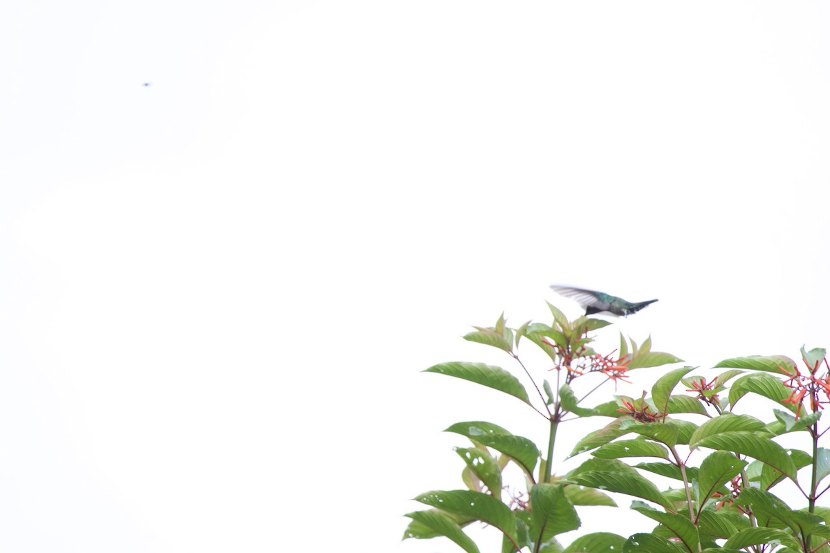 Blue-chested Hummingbird - allie bluestein