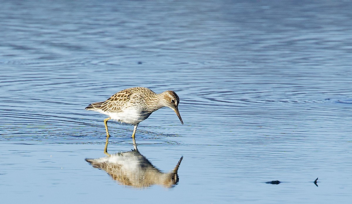 Pectoral Sandpiper - ML619204503