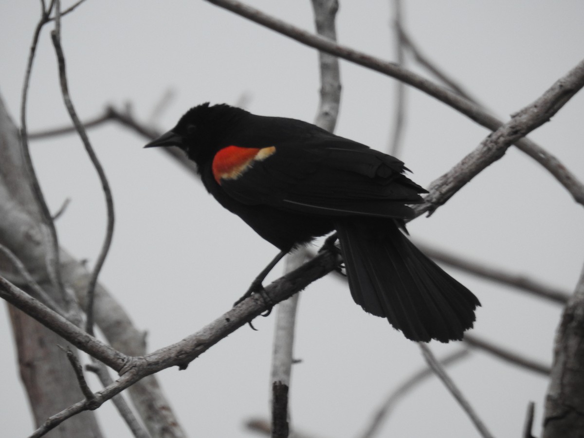 Red-winged Blackbird - Wendy Meehan