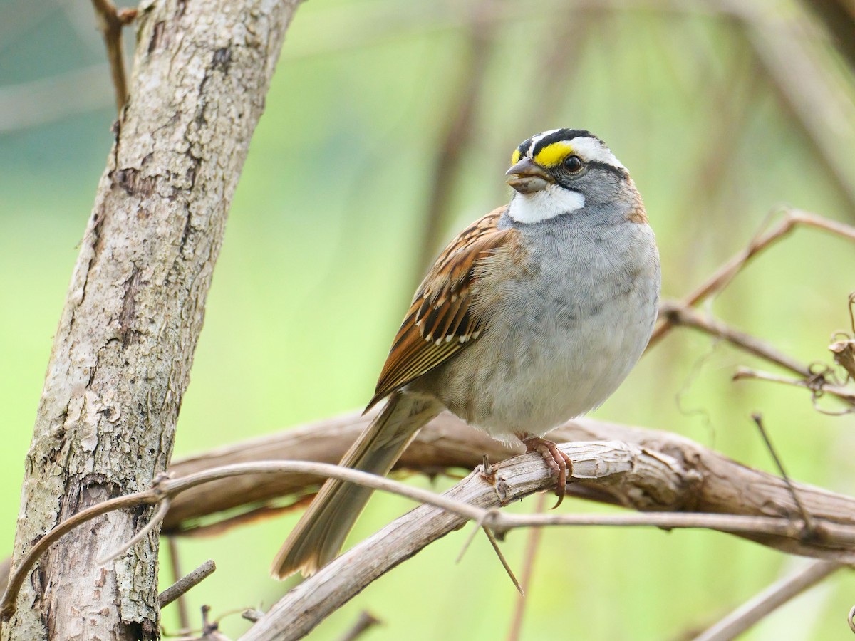 White-throated Sparrow - Alex Eisengart