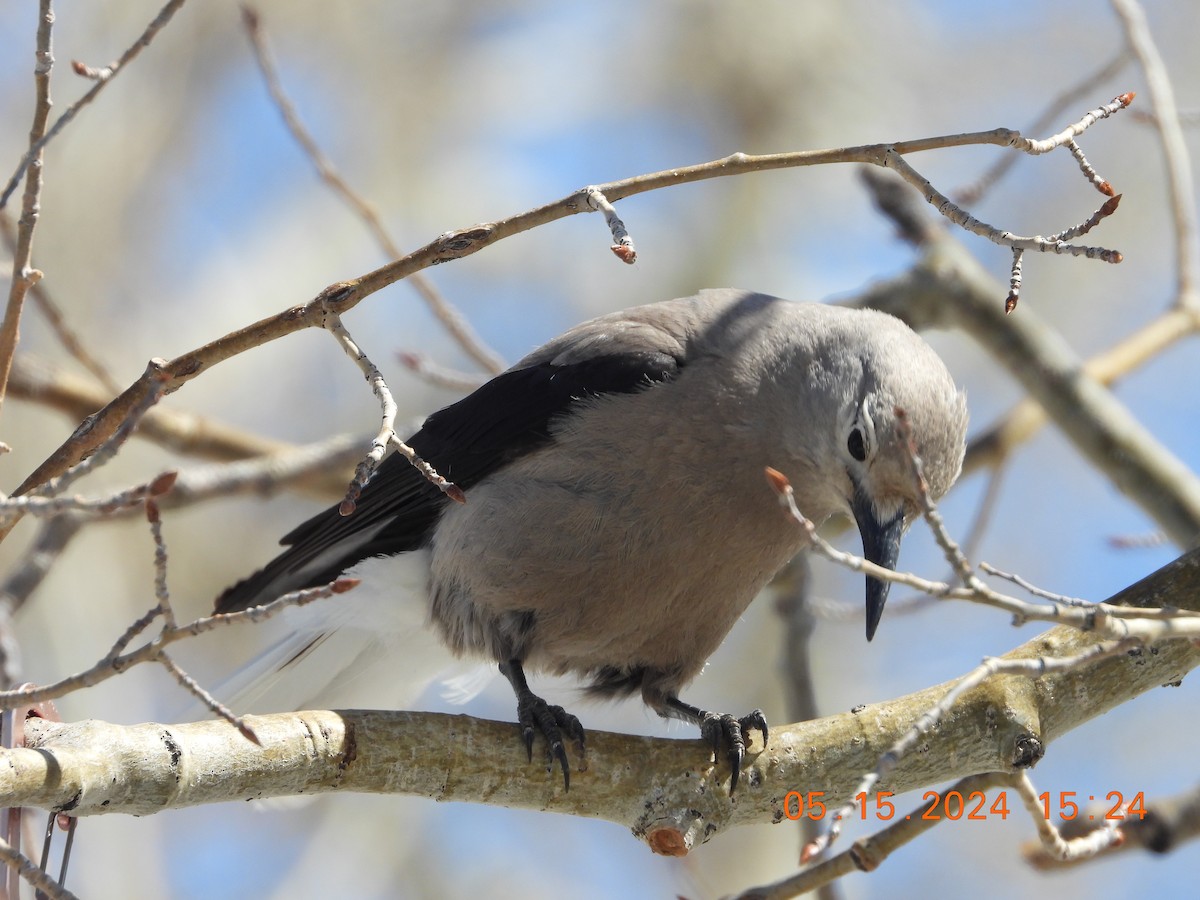 Clark's Nutcracker - ML619204542