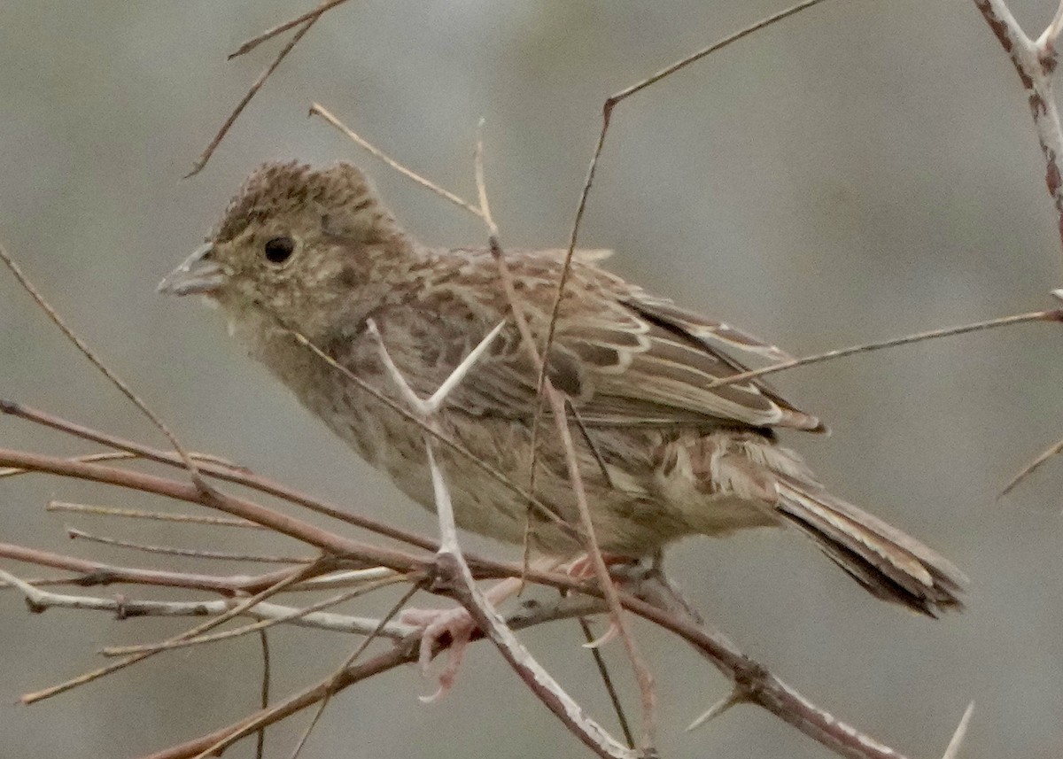 Cassin's Sparrow - Charlene Fan