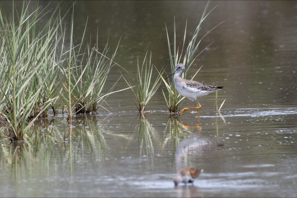 Greater Yellowlegs - Lauren Davies