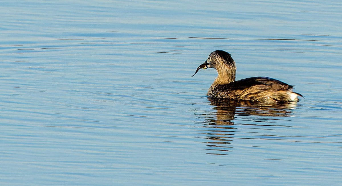 Pied-billed Grebe - Tara Plum