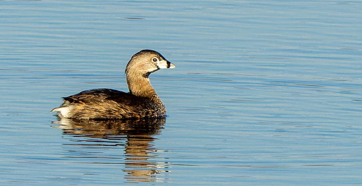 Pied-billed Grebe - ML619204553