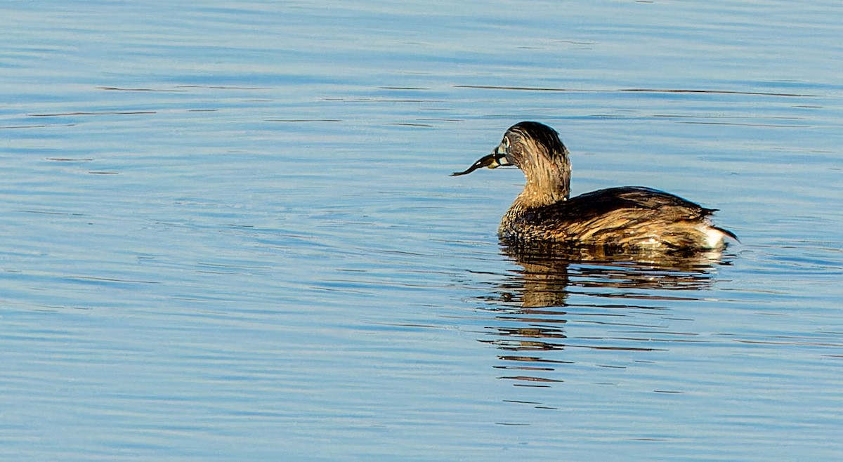 Pied-billed Grebe - ML619204555