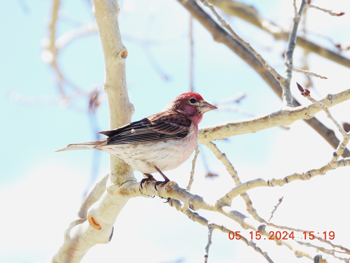 Cassin's Finch - Corey Jensen