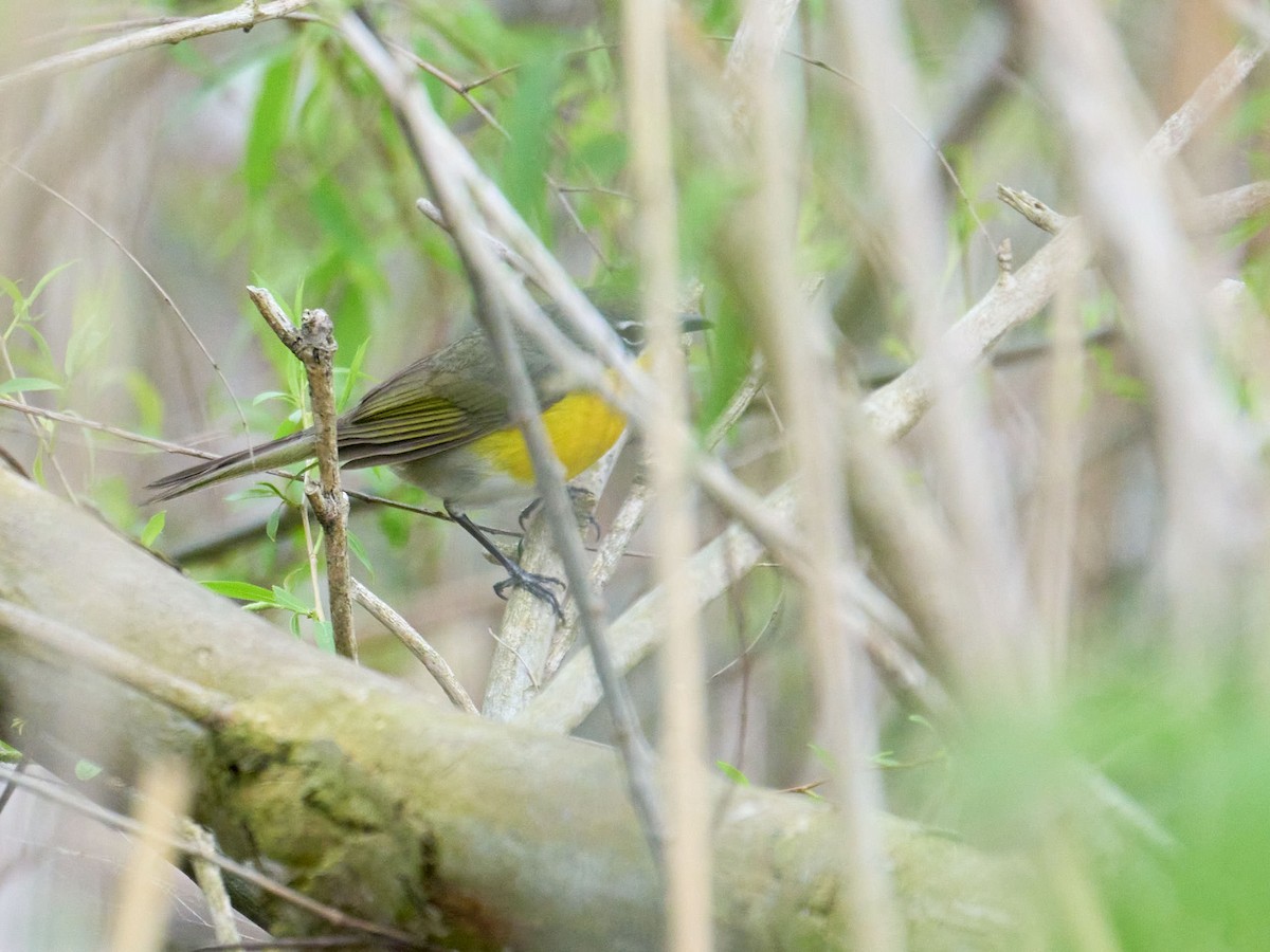 Yellow-breasted Chat - Alex Eisengart