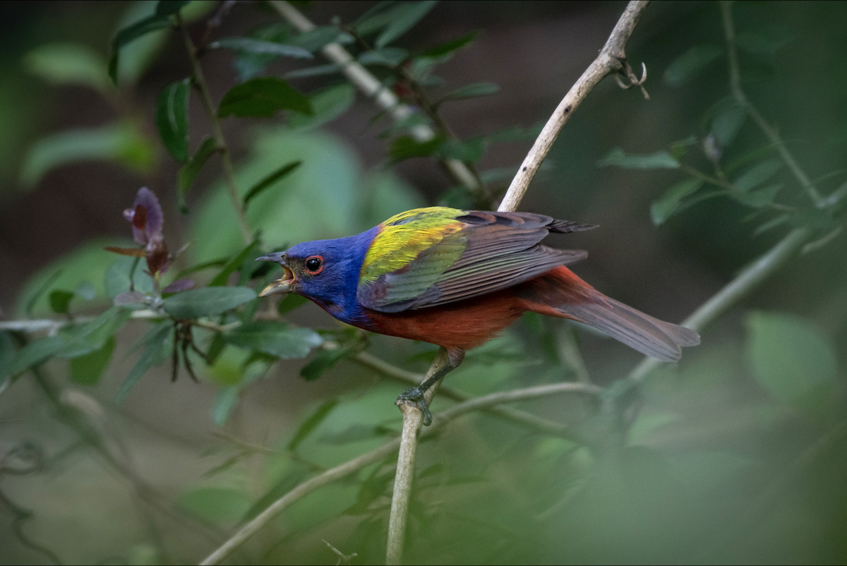 Painted Bunting - Lauren Davies