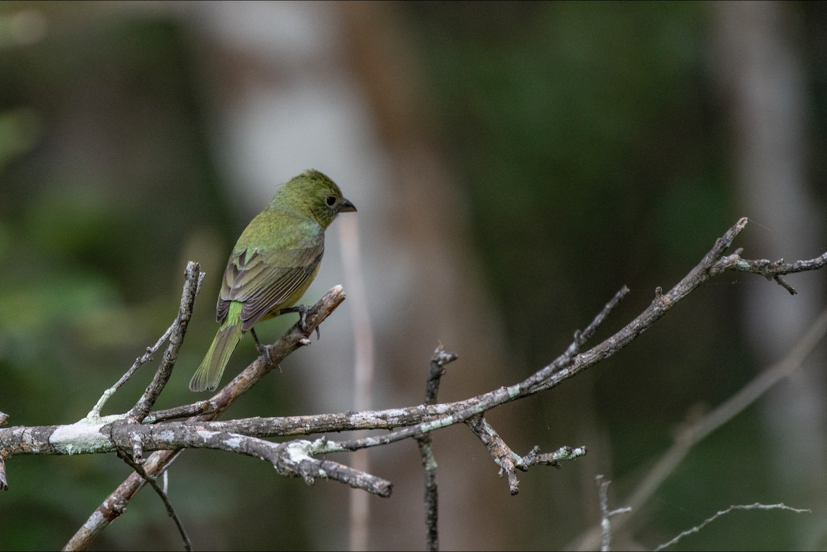 Painted Bunting - Lauren Davies