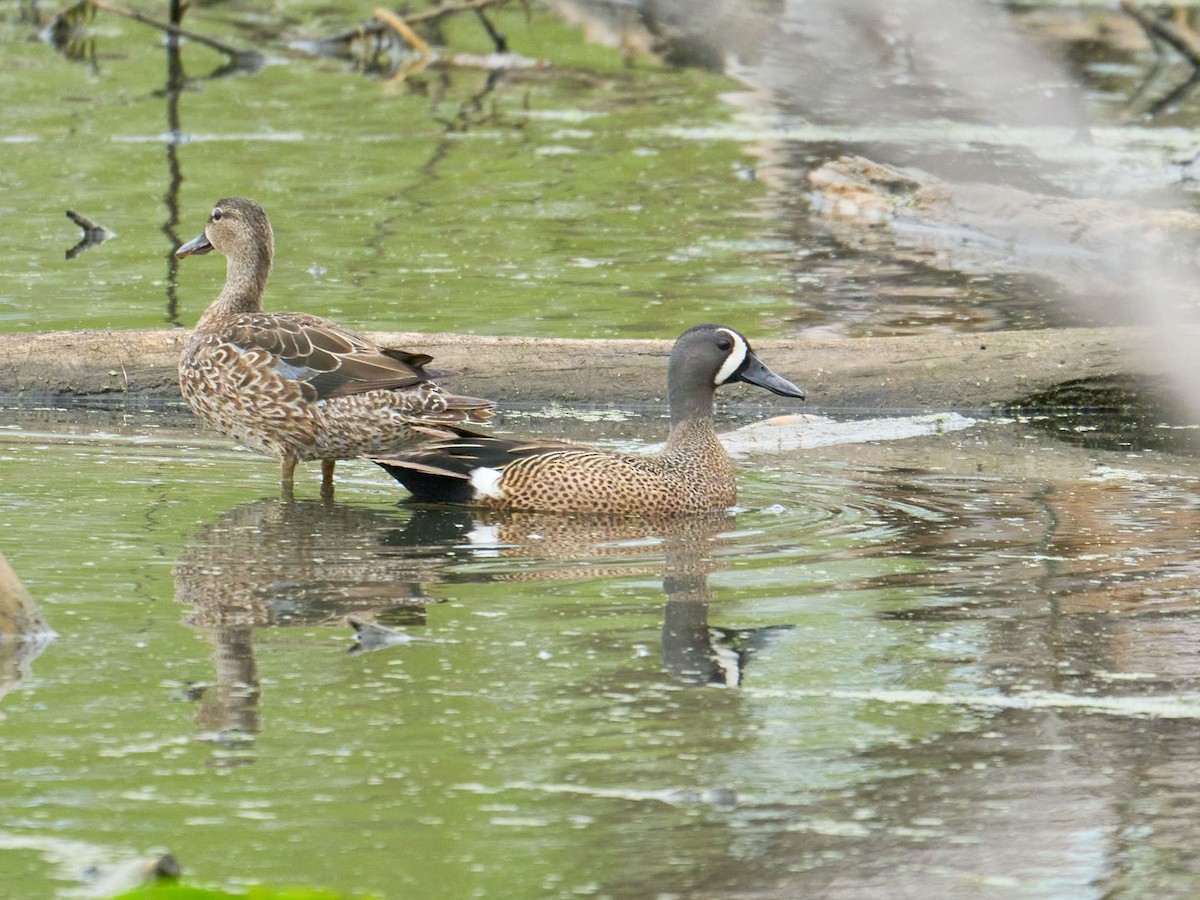 Blue-winged Teal - Alex Eisengart