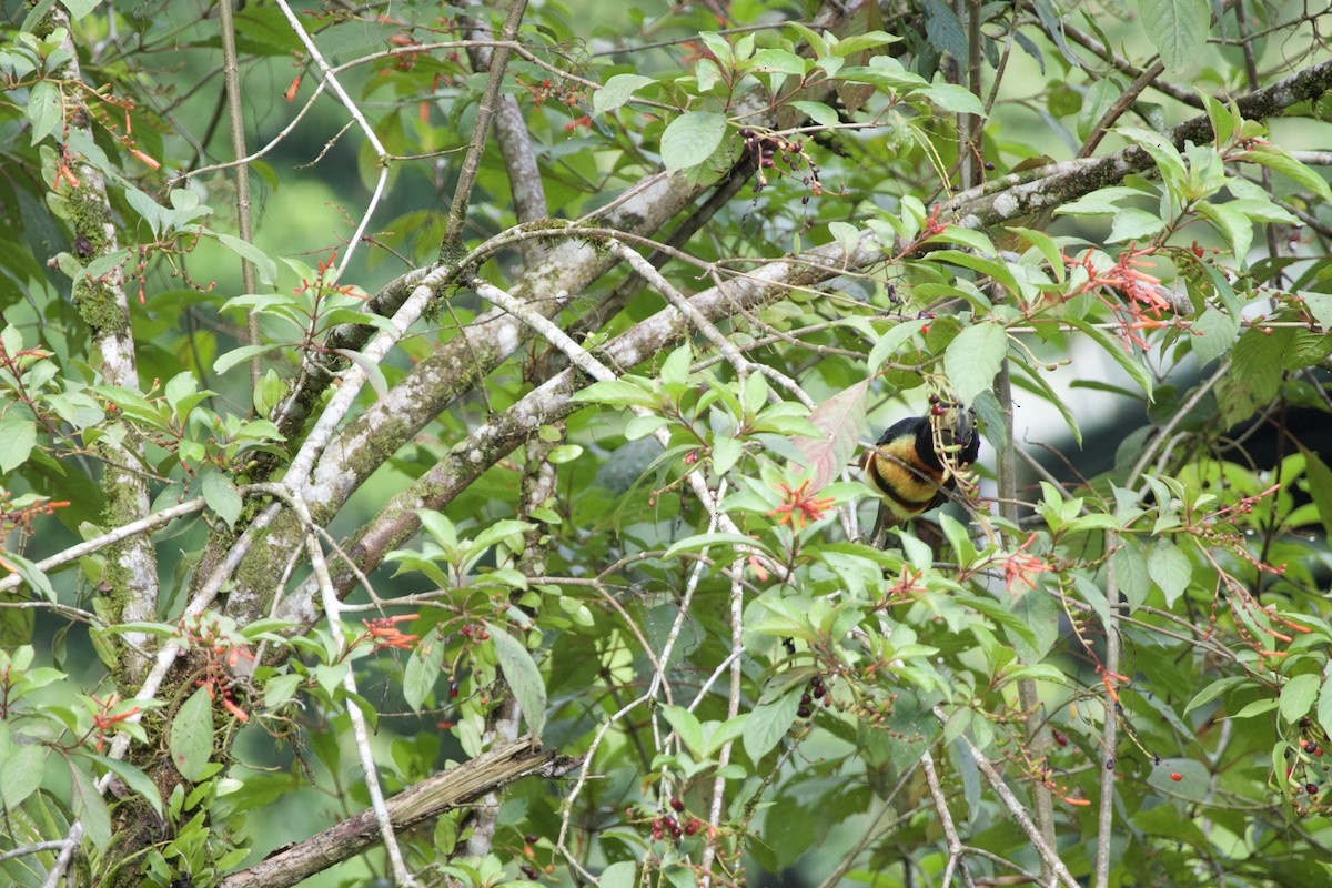 Collared Aracari - allie bluestein