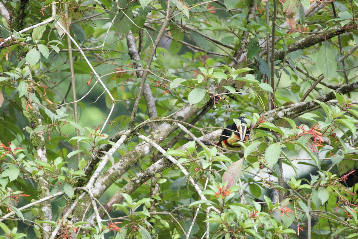 Collared Aracari - allie bluestein