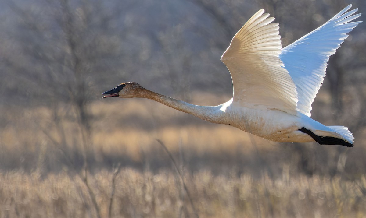 Trumpeter Swan - Tara Plum