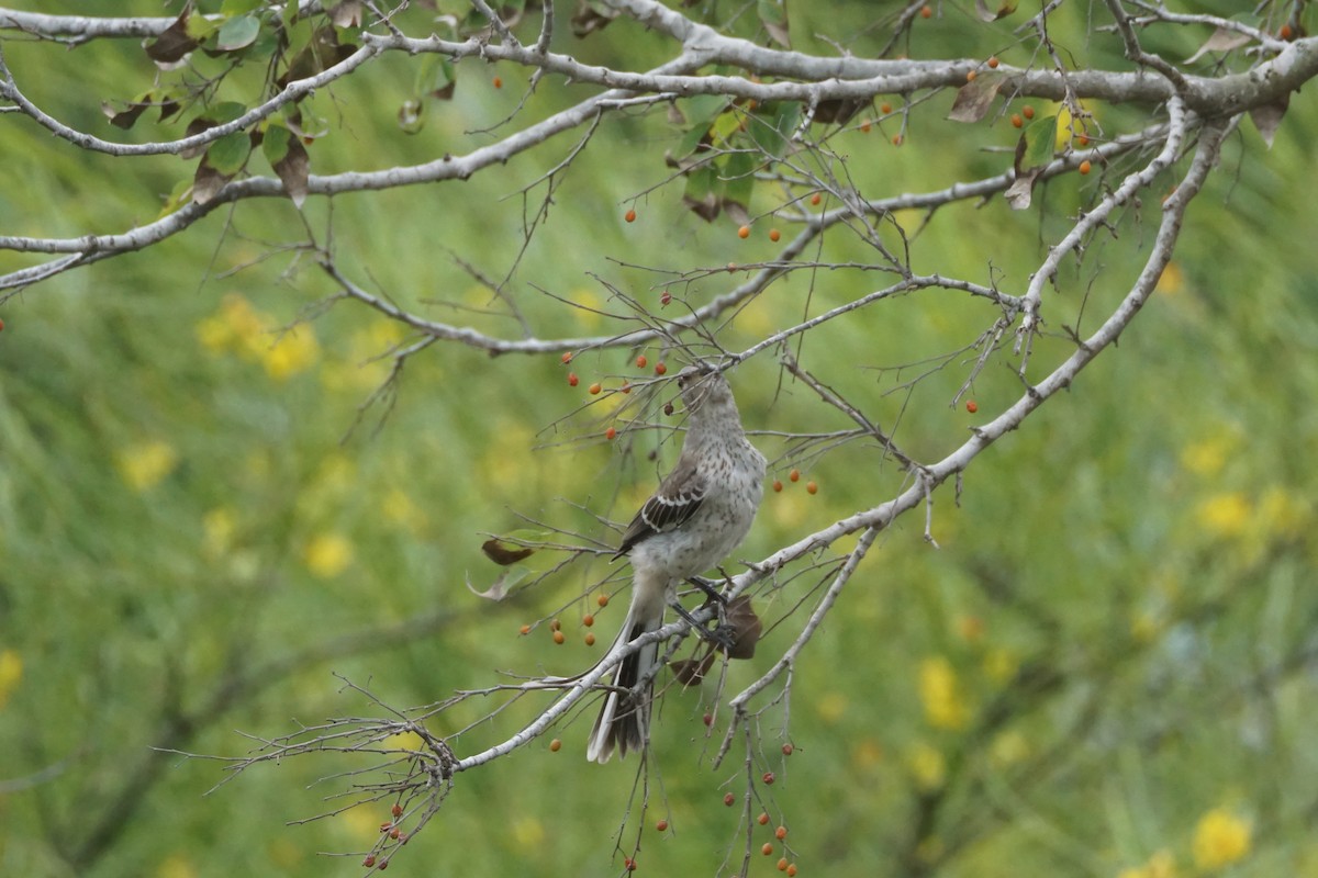 Northern Mockingbird - Chase Wilson