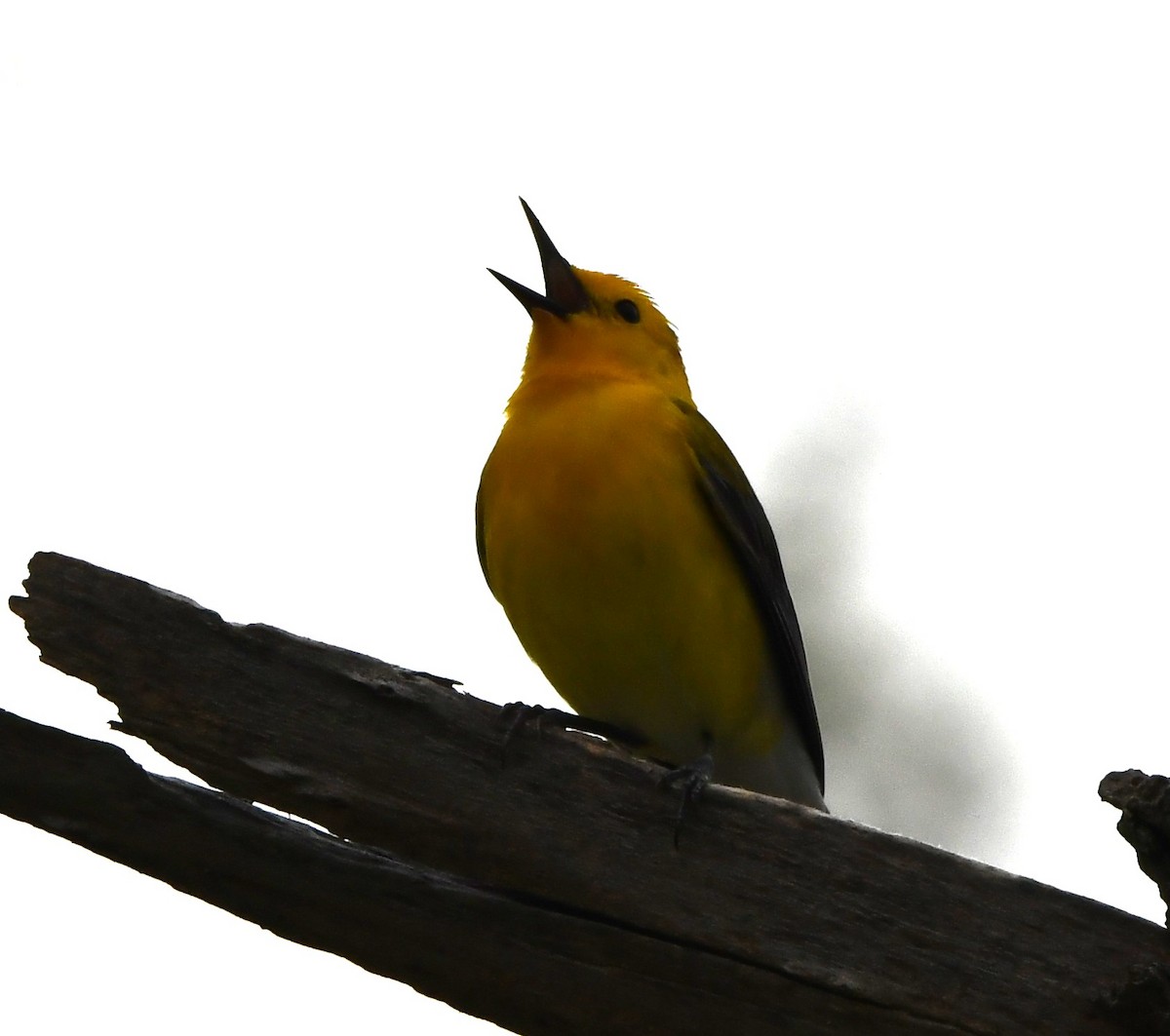 Prothonotary Warbler - Gregory Hartman