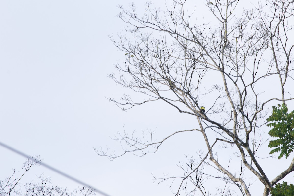 Keel-billed Toucan - allie bluestein