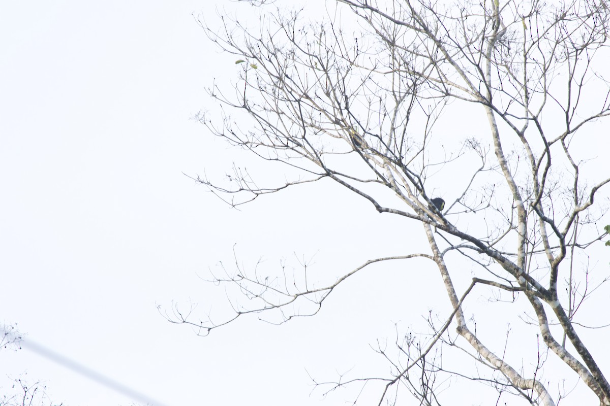 Keel-billed Toucan - allie bluestein