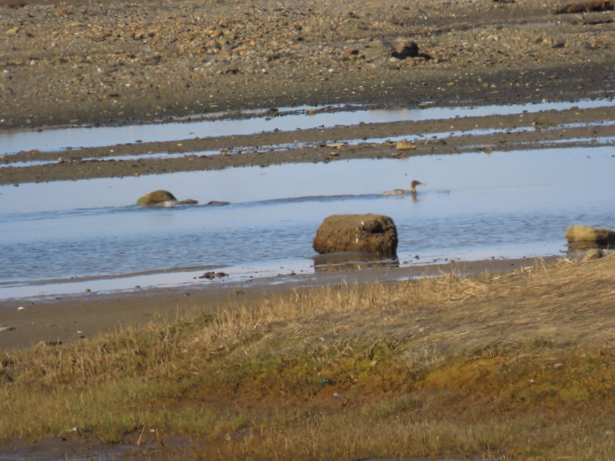 Red-breasted Merganser - ML619204614