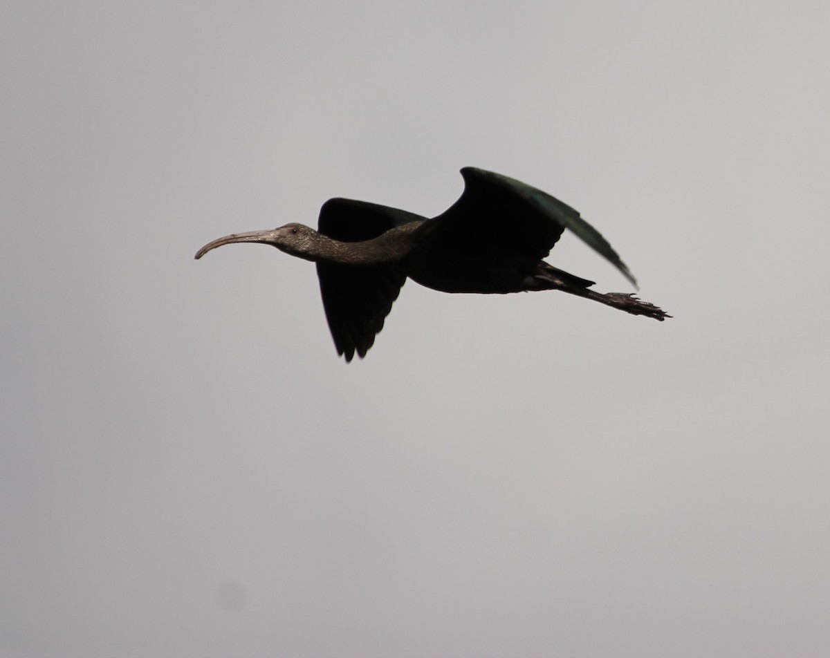 ibis americký - ML619204618