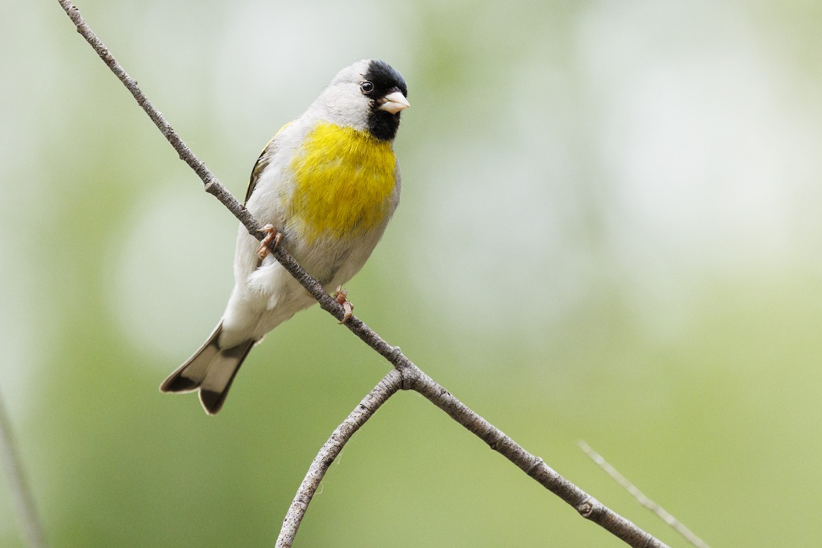 Lawrence's Goldfinch - ML619204629