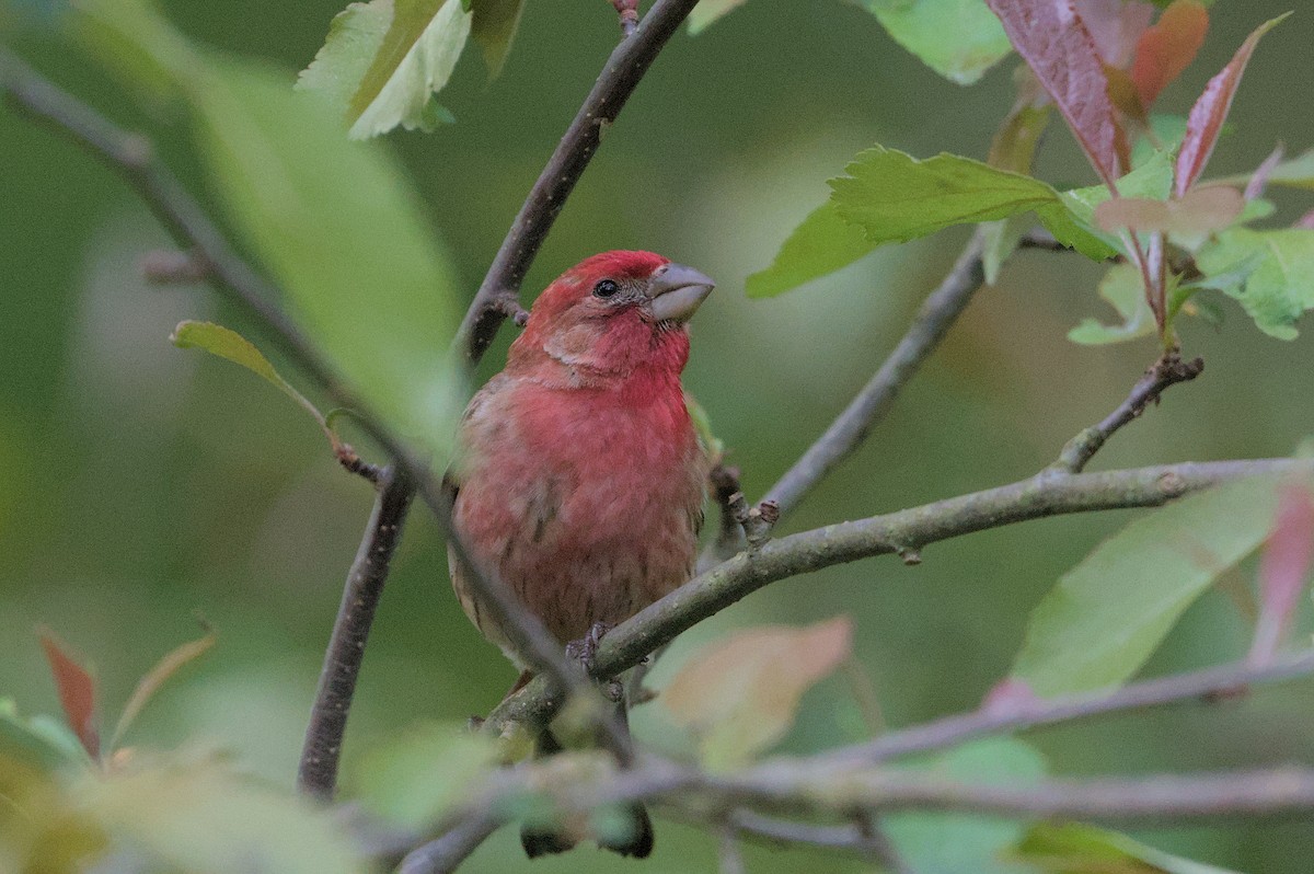 House Finch - Robert Howard