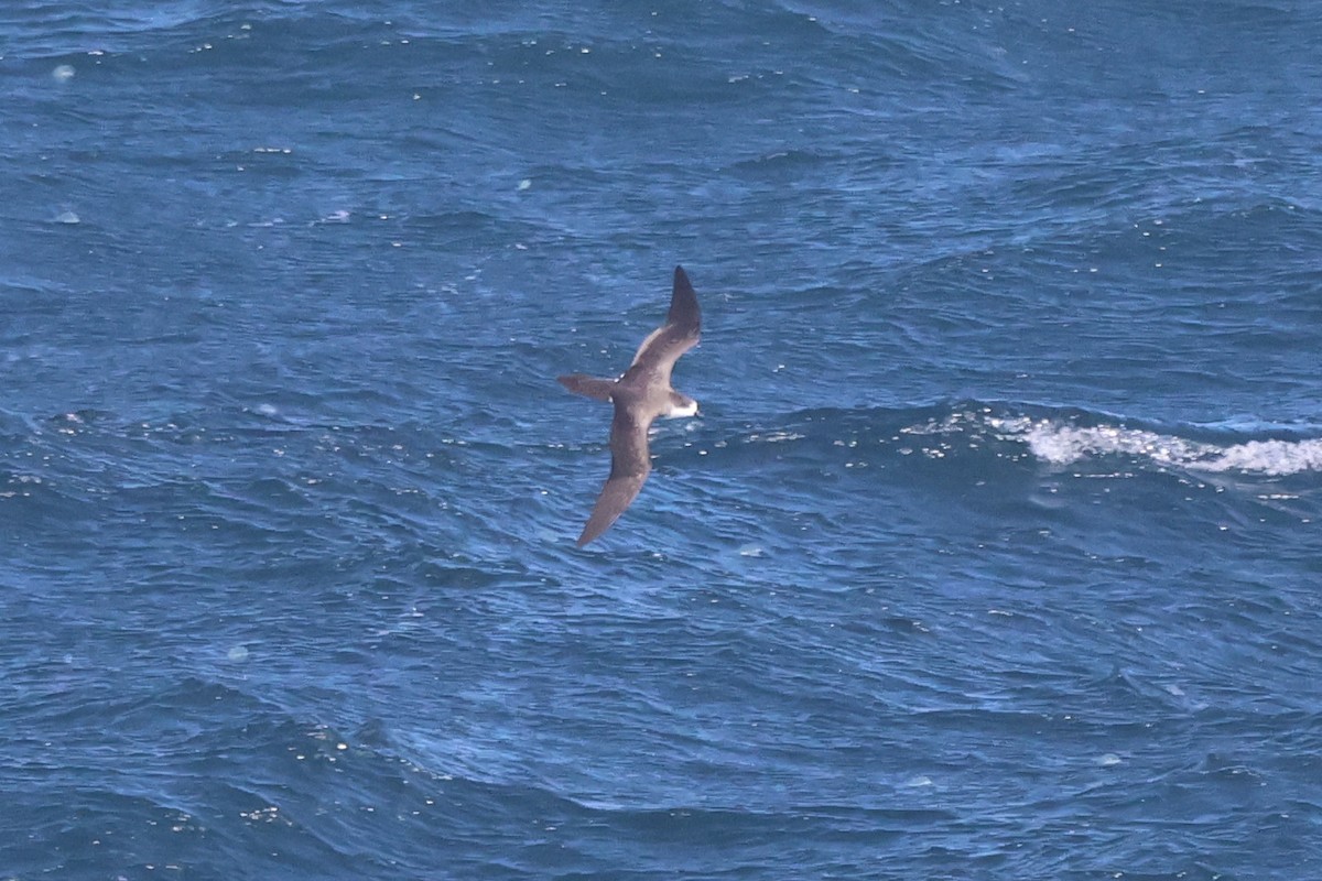 Hawaiian Petrel - Michael McCloy