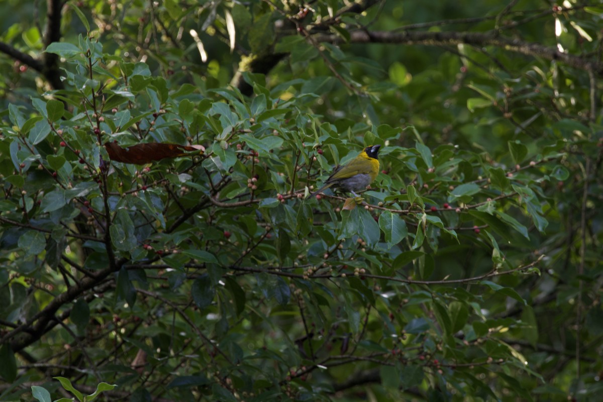 Black-faced Grosbeak - allie bluestein