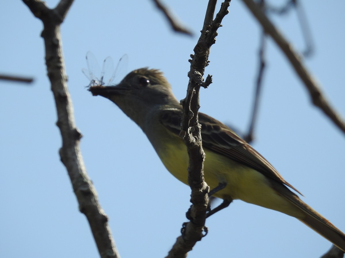 Great Crested Flycatcher - Wendy Meehan
