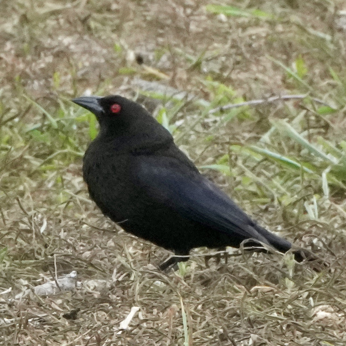 Bronzed Cowbird - Charlene Fan