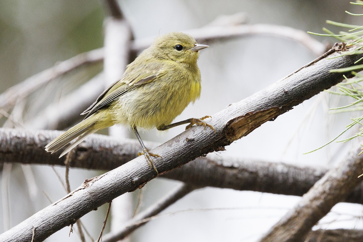 Orange-crowned Warbler - Tommy Quarles