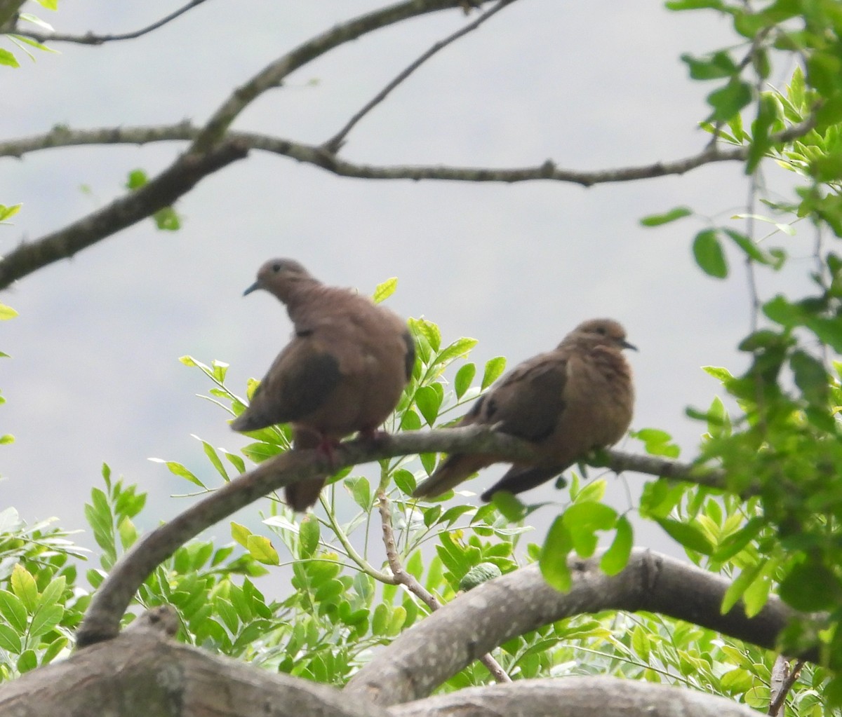 Eared Dove - ML619204663