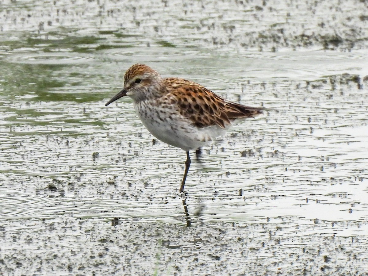 White-rumped Sandpiper - Sophie Dismukes