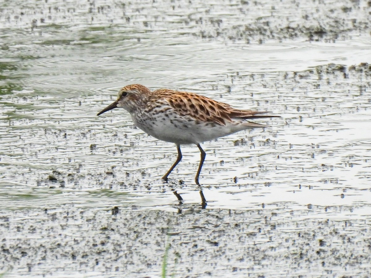 White-rumped Sandpiper - ML619204669